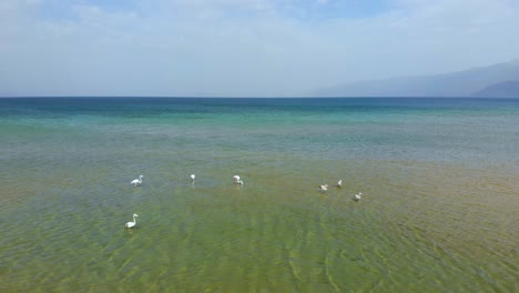 Eine-Gruppe-Flamingos,-Die-Sich-Im-Seichten-Wasser-Des-Ohridsees-Ernähren,-Beginnt-Zu-Fliegen