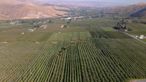 High-angle-view-on-rows-of-apple-trees-on-plantation-in-Wenatchee,-USA