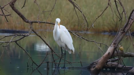 great-egret-waiting-for-pray-.