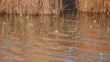 Lots-of-frogs-swim-and-splash-with-their-heads-poking-out-of-the-water-in-slow-motion-high-frame-rate-slow-mo