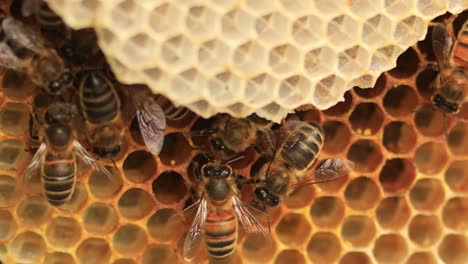 Detail-of-Apis-Mellifera-Carnica-or-European-Honey-Bees-on-a-layered-honeycomb-in-the-wild-with-caring-for-the-chambers-and-coming-in-with-fresh-nectar