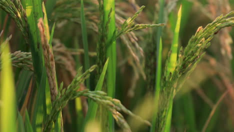 Cinematic-Panning-Shot-of-Ripe-Golden-Rice-Crops-in-the-field