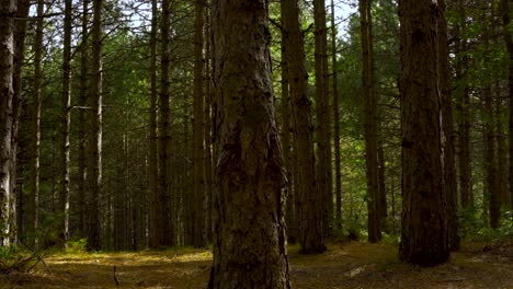 Forest-with-pine-trees-and-green-leaves-at-morning,-slow-pan-shot