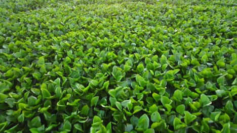Aerial-closeup-view-of-water-hyacinth-plant-on-lake-at-sunset