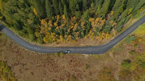 Top-Down-Aerial-View-of-Lonely-Car-on-Countryside-Road-by-Aspen-Forest-in-Autumn-Colors