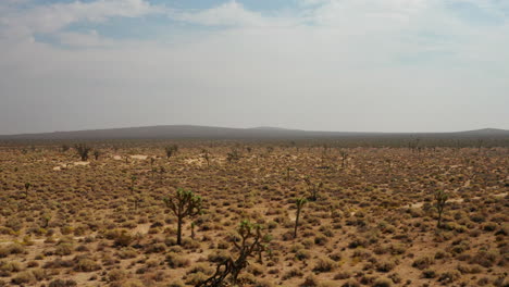 Luftaufnahme-Der-Mojave-Wüstenlandschaft-Voller-Joshua-Bäume-Bis-Zum-Fernen-Horizont