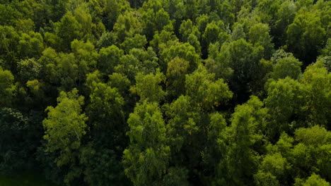 Dense-Green-And-Fresh-Trees-In-Witomino-Forest-In-Poland---tilt-up-aerial-shot