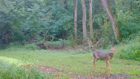 Whitetail-deer-doe-cautiously-sniffing-the-air-has-she-walks-along-a-trail-the-woods-in-late-summer-in-the-Midwest