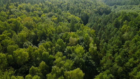 Beautiful-And-Lush-Forest-Of-Witomino-In-Gydnia-Poland---aerial-shot