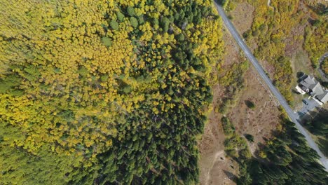 Top-Down-Aerial-View,-Yellow-Green-Forest,-Aspens-and-Conifers,-Countryside-Road-on-Sunny-September-Day,-Colorado-USA