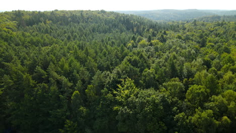 Beautiful-Thick-Green-Forest-Landscape-By-The-Mountains-Of-Gdynia-In-Witomino-Poland---aerial-shot