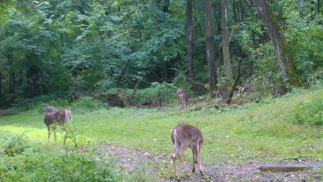 Three-yearling-whitetail-deer-quietly-eating-clover-in-a-clearing-in-the-woods-in-early-fall-in-the-Midwest