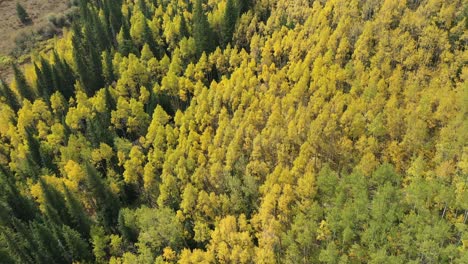 Aerial-View-of-Yellow-Green-Aspens-Fall-Colors