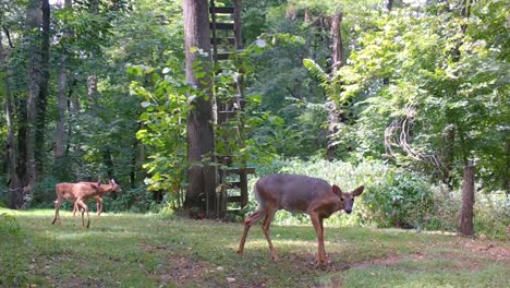Whitetail-deer-doe-and-her-two-yearling-wander-thru-a-clearing-in-the-woods-in-late-summer-in-the-Midwest
