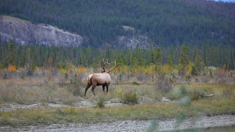 Male-elk-walks-and-turns-back-in-foothill-valley-landscape,-Wide-Shot