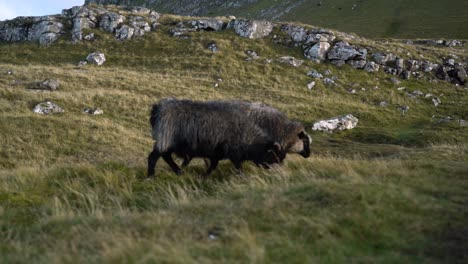 Two-black-sheep-walking-up-the-rocky-hill-in-Faroe-Islands