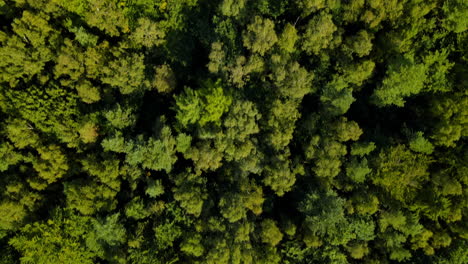 Flyover-Concrete-Road-Beside-Dense-Forest-In-Witomino-Poland---aerial-shot