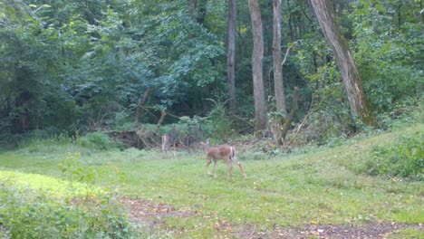 Whitetail-deer-doe-followed-by-her-yearly-cautiously-walking-into-the-woods-from-a-trail-in-late-summer-in-the-Midwest