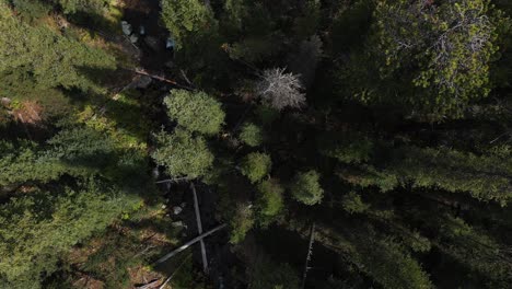 Top-Down-Aerial-View-of-Conifer-Forest-on-a-Sunny-Day