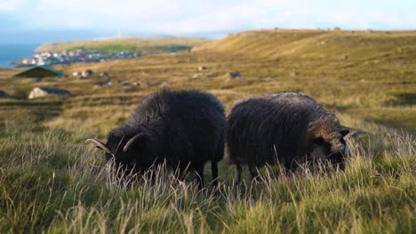 Porträt-Zweier-Schwarzer-Schafe,-Die-Gras-In-Den-Ebenen-Der-Färöer-Inseln-Fressen