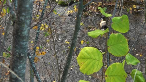 Haselnussbaumblätter-Im-Herbst