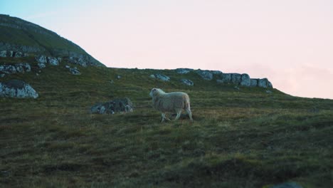 Sheep-walking-across-a-wild-rocky-plains-in-Faroe-Islands