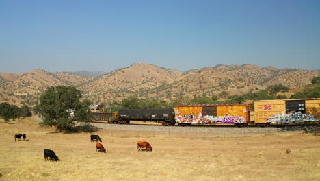Zug-Rollt-Durch-Die-Landschaft-Südkaliforniens-Mit-Grasenden-Kühen-Auf-Dem-Feld