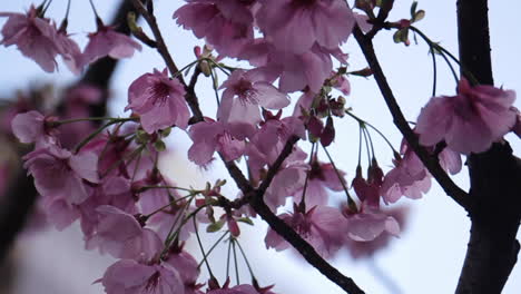 Kirschblüten-In-Voller-Blüte-In-Tokio,-Japan