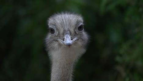 CLOSE-UP-A-common-ostrich-looking-straight-in-the-camera,-not-amused,-funny-face