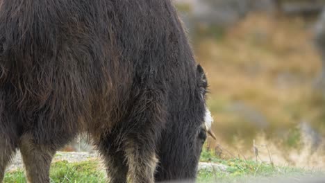 Medium-shot-of-Young-Musk-Ox-with-wet-fur,-grazing-in-a-rocky-meadow-in-a-humid-and-overcast-day