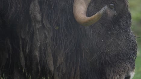 Close-up-of-aggressive-musk-ox-with-impressive-horns