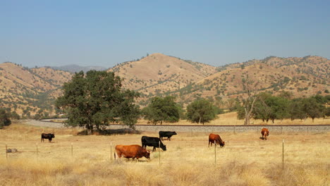 Rinder-Grasen-Friedlich-Und-Wedeln-Träge-Mit-Ihren-Schwänzen-Auf-Einem-Feld-Mit-Eisenbahnschienen-Und-Sanften-Hügeln-Im-Hintergrund