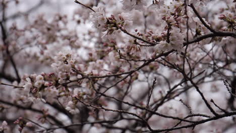 Kirschblüten-In-Voller-Blüte-In-Tokio,-Japan