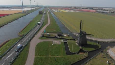 Flying-next-to-beautiful-colorful-rows-of-flowering-tulips-on-big-floricultural-farmland-of-traditional-antique-wooden-windmill-at-Keukenhof-gardens,-Amsterdam,-Netherlands-4k-drone-tilt-up-shot