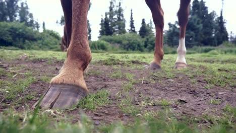 Horses-hooves-on-grass-tail-swinging