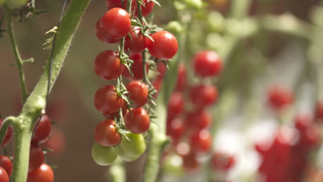 Pflanzen-Der-Tomatenkirsche-Im-Sommer,-Sehr-Rote-Und-Grüne-Früchte
