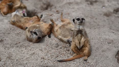 Group-of-crazy-meerkats-resting-and-relaxing-in-sand-during-daytime,close-up