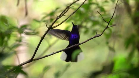 Ein-Wunderschöner-Kolibri-Vogel,-Der-über-Einen-Ast-Fliegt-Und-Sich-Darauf-Ausruht