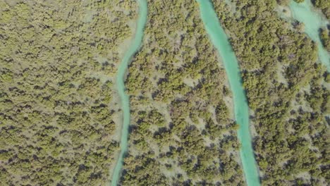 Aerial-slow-tilt-up-shot-of-mangrove-revealing-people-in-kayak
