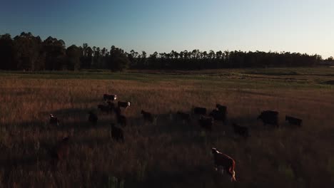 Kühe-Auf-Der-Weide-Bei-Sonnenuntergang