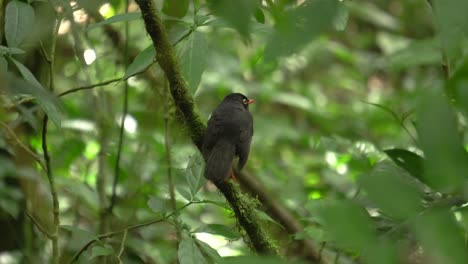 A-cute-shy-Slaty-backed-Nightingale-Thrush-bird-,-resting-on-a-branch,-inspecting-the-surroundings