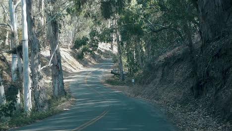 slow-motion-drive-trough-tall-coastal-forest-on-winding-road-on-bright-sunny-summer-day,-Los-Osos,-California