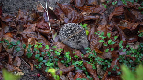 Hedgehog-on-forest-sleeping-with-rain