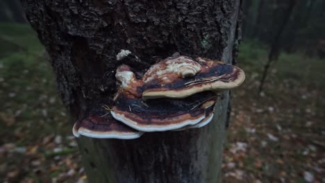 Mushroom-growing-on-a-tree-with-dark-upper-side-and-white-bottom,-slow-camera-movement-around-it,-closeup