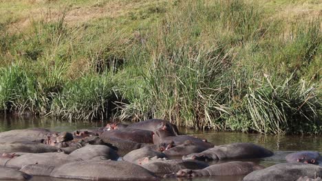 Hipopótamo-Salta-Al-Pozo-De-Agua-En-El-Cráter-Ngorongoro-Tanzania-En-Cámara-Lenta