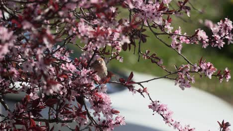 Song-bird-resting-in-a-cherry-blossom-tree-during-spring-in-Victoria-British-Columbia-Canada