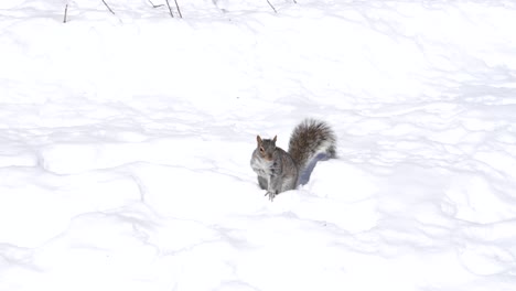 Schöne-Neugierige-Eichhörnchen-Suchen-Und-Laufen-Im-Schnee