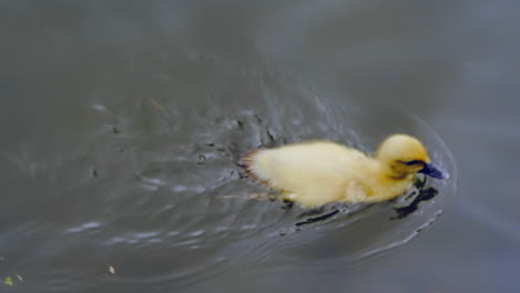 Little-yellow-baby-duckling-swimming-alone-in-the-greenish-lake-filmed-in-high-resolution-slow-motion-4k-120fps