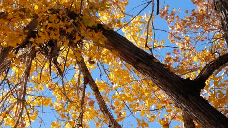 Herbstlandschaft-Entlang-Des-Arkansas-River-Valley-Im-Südlichen-Colorado