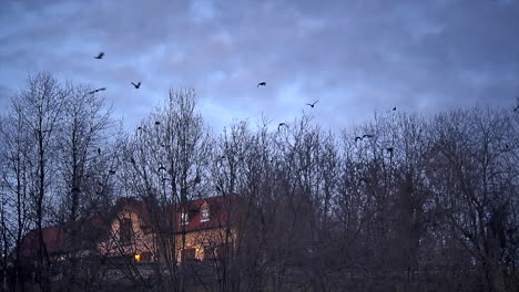 Bevy-birds-raven-fly-by-dark-clouds-and-landing-on-trees